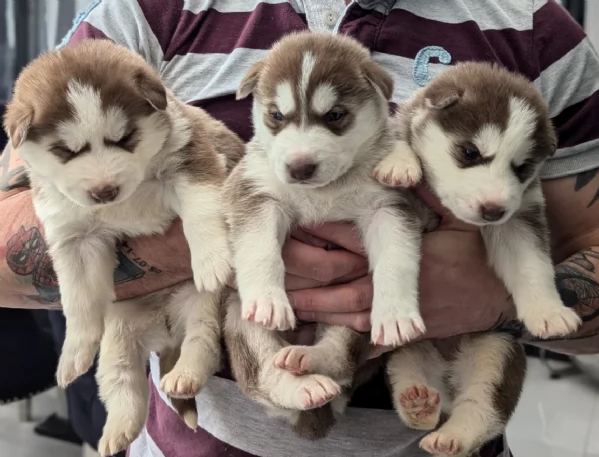 disponibili HUSKY di razza pura per adozione