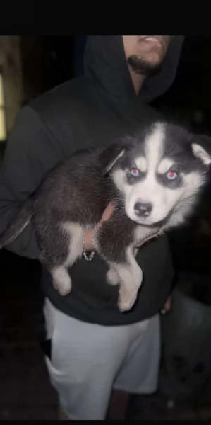 disponibili HUSKY di razza pura per adozione | Foto 0