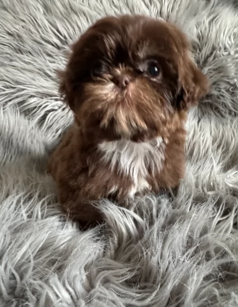 ULTIMI 3 CUCCIOLI IMPERIAL SHIH TZUper adozione | Foto 0