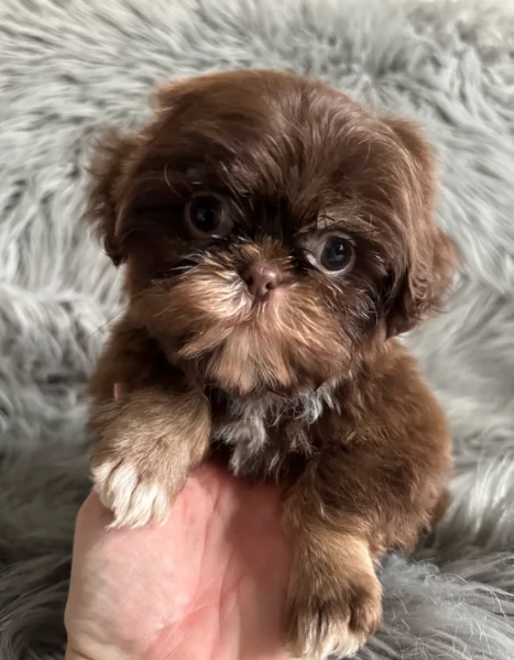 ULTIMI 3 CUCCIOLI IMPERIAL SHIH TZUper adozione | Foto 1