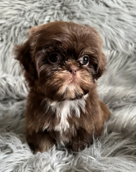 ULTIMI 3 CUCCIOLI IMPERIAL SHIH TZUper adozione | Foto 3