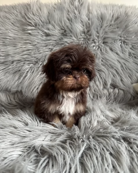 ULTIMI 3 CUCCIOLI IMPERIAL SHIH TZUper adozione | Foto 3