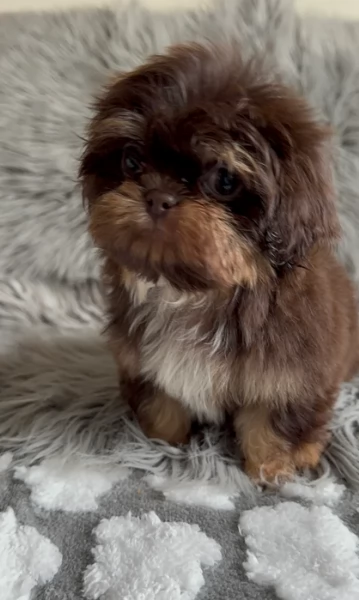 ULTIMI 3 CUCCIOLI IMPERIAL SHIH TZUper adozione | Foto 2