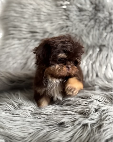 ULTIMI 3 CUCCIOLI IMPERIAL SHIH TZUper adozione | Foto 3
