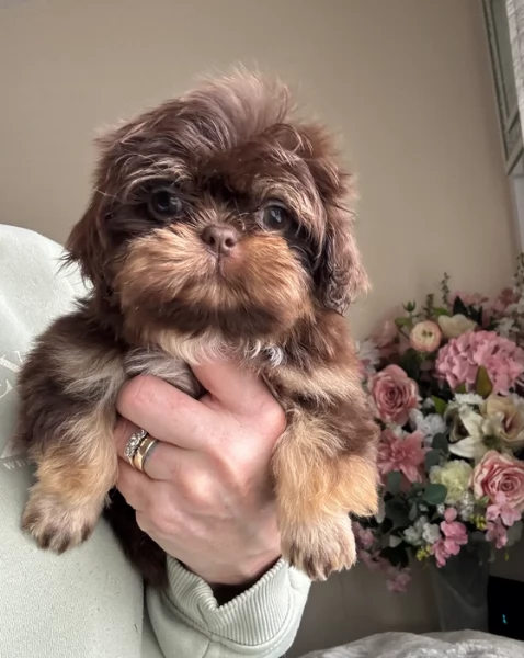 ULTIMI 3 CUCCIOLI IMPERIAL SHIH TZUper adozione | Foto 0