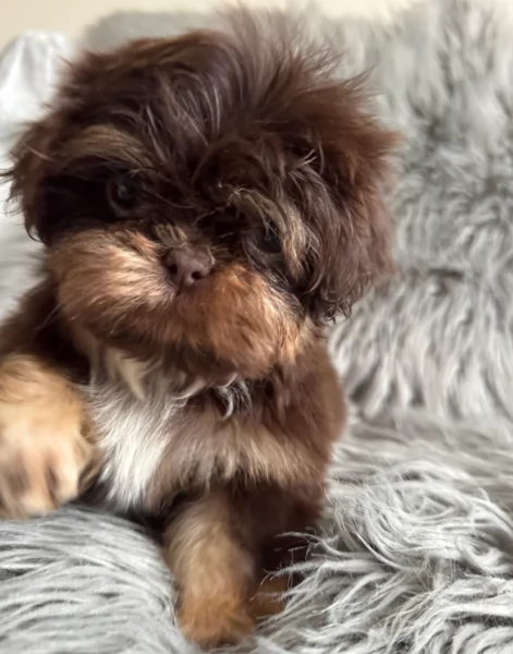 ULTIMI 3 CUCCIOLI IMPERIAL SHIH TZUper adozione | Foto 2