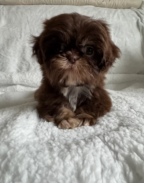 ULTIMI 3 CUCCIOLI IMPERIAL SHIH TZUper adozione | Foto 1