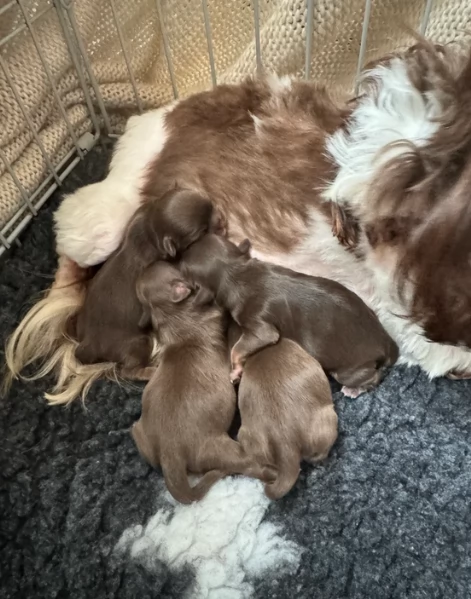 ULTIMI 3 CUCCIOLI IMPERIAL SHIH TZUper adozione | Foto 3