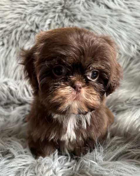 ULTIMI 3 CUCCIOLI IMPERIAL SHIH TZUper adozione | Foto 1
