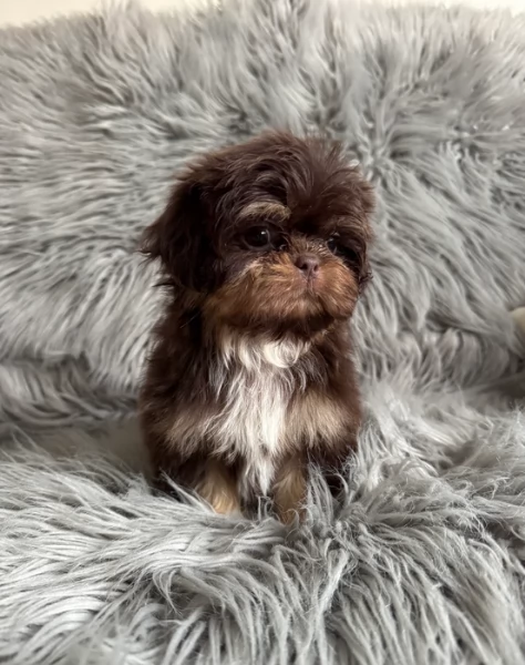 ULTIMI 3 CUCCIOLI IMPERIAL SHIH TZUper adozione | Foto 2