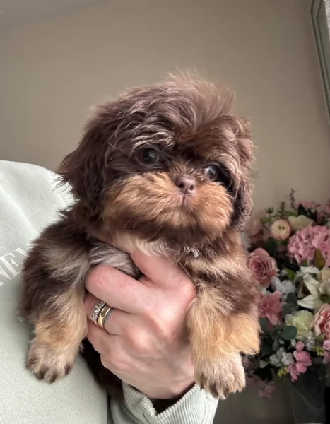 ULTIMI 3 CUCCIOLI IMPERIAL SHIH TZUper adozione | Foto 0