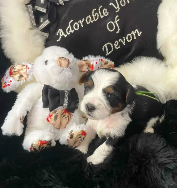 Biewer Yorkshire Terriers toy picolo razza per adozione regalo | Foto 4