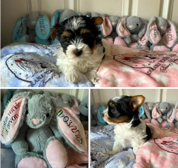 Biewer Yorkshire Terriers toy picolo razza per adozione regalo