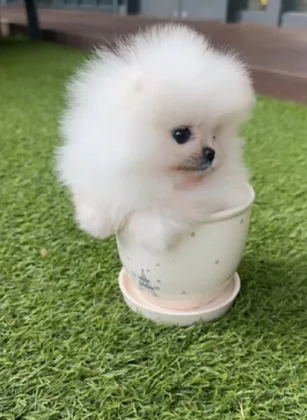 dolcissima pomeranian maschio e femmina per l'adozione | Foto 5