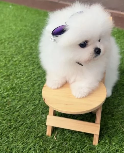 dolcissima pomeranian maschio e femmina per ladozione | Foto 4