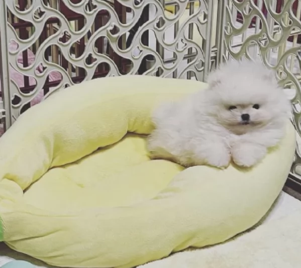 dolcissima pomeranian maschio e femmina per ladozione | Foto 2