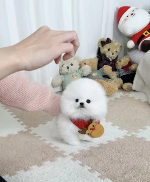 dolcissima pomeranian maschio e femmina per ladozione