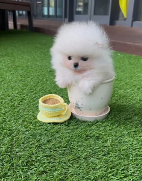 dolcissima pomeranian maschio e femmina per ladozione | Foto 5