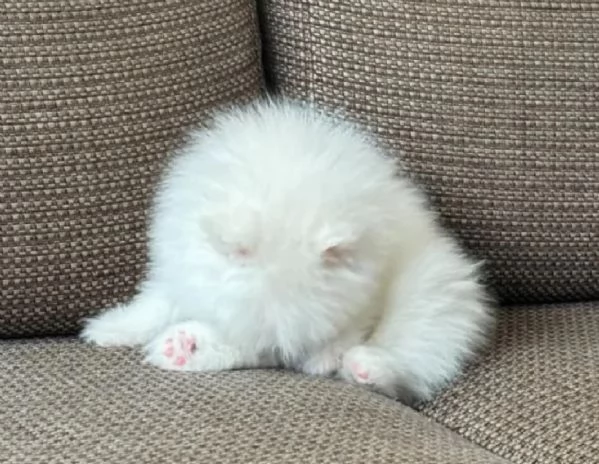 dolcissima pomeranian maschio e femmina per ladozione | Foto 2