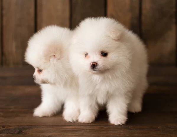 dolcissima pomeranian maschio e femmina per ladozione