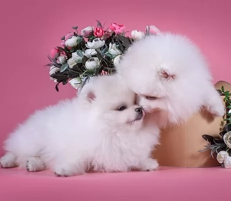 dolcissima pomeranian maschio e femmina per ladozione | Foto 0