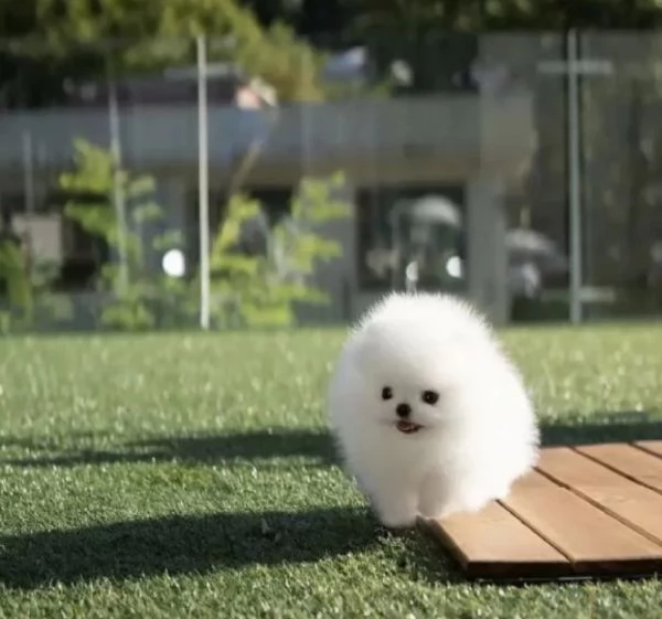 dolcissima pomeranian maschio e femmina per ladozione | Foto 4