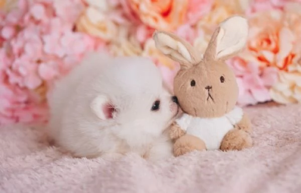 dolcissima pomeranian maschio e femmina per ladozione