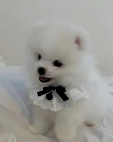 dolcissima pomeranian maschio e femmina per ladozione | Foto 3
