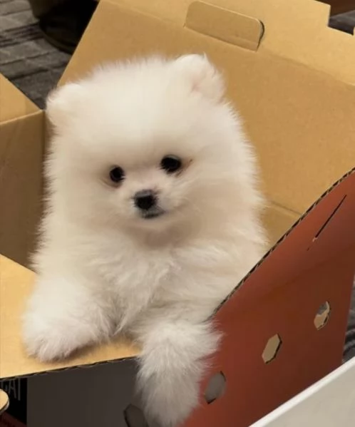 dolcissima pomeranian maschio e femmina per ladozione