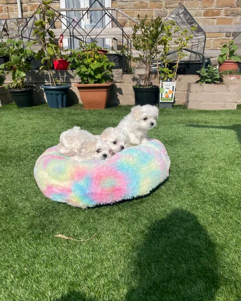 dolcissima maltese maschio e femmina per ladozione | Foto 5
