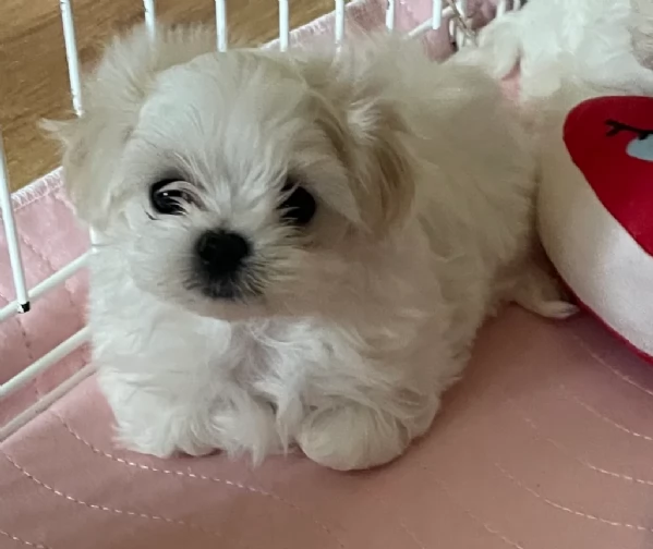 dolcissima maltese maschio e femmina per ladozione | Foto 2