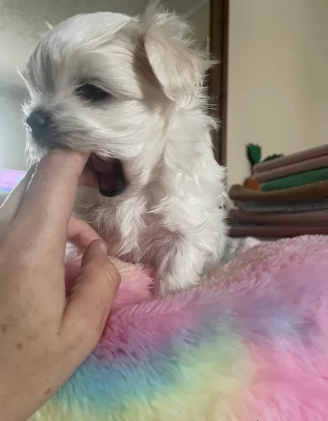 dolcissima maltese maschio e femmina per ladozione | Foto 1
