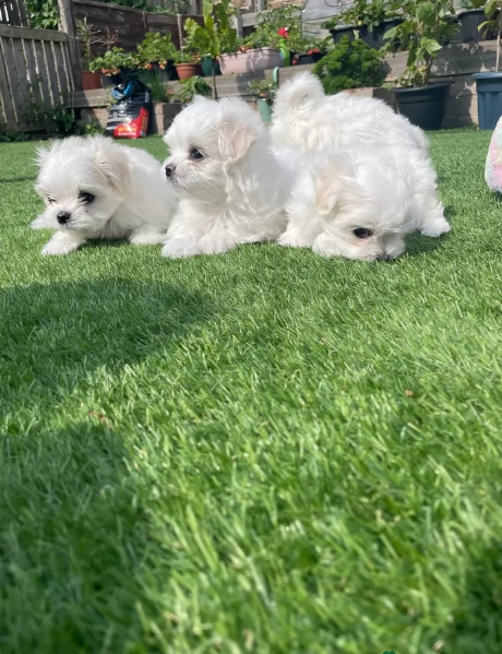 dolcissima maltese maschio e femmina per ladozione