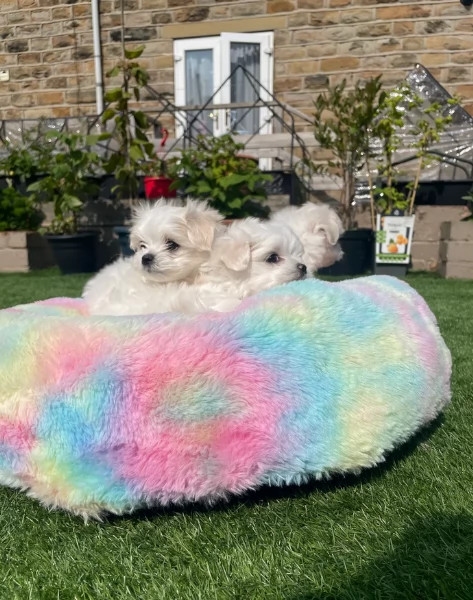 dolcissima maltese maschio e femmina per ladozione | Foto 0
