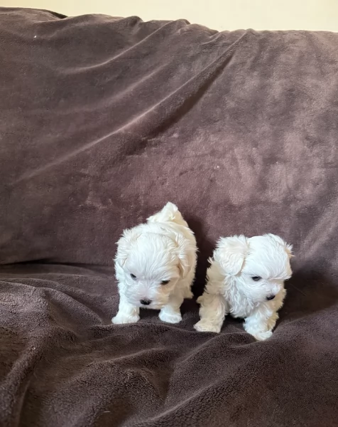 dolcissima maltese maschio e femmina per ladozione | Foto 1