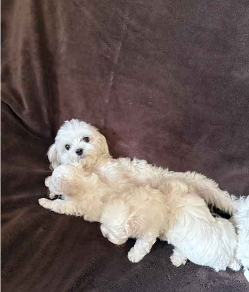 dolcissima maltese maschio e femmina per ladozione | Foto 0