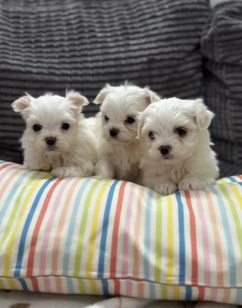 dolcissima maltese maschio e femmina per ladozione | Foto 4