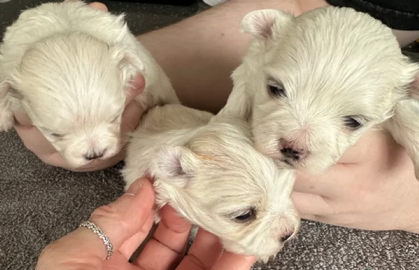 dolcissima maltese maschio e femmina per ladozione | Foto 3