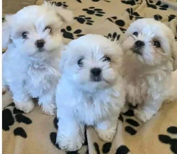 dolcissima maltese maschio e femmina per ladozione