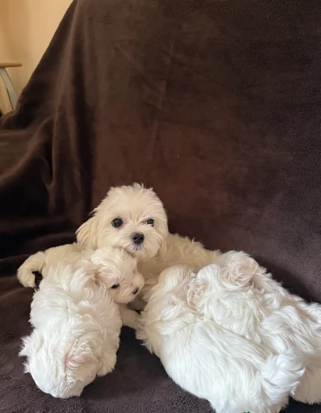 dolcissima maltese maschio e femmina per ladozione | Foto 2