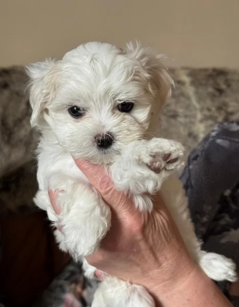 dolcissima maltese maschio e femmina per ladozione | Foto 1