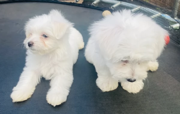 dolcissima maltese maschio e femmina per ladozione | Foto 4