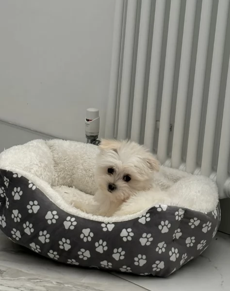 dolcissima maltese maschio e femmina per ladozione | Foto 5
