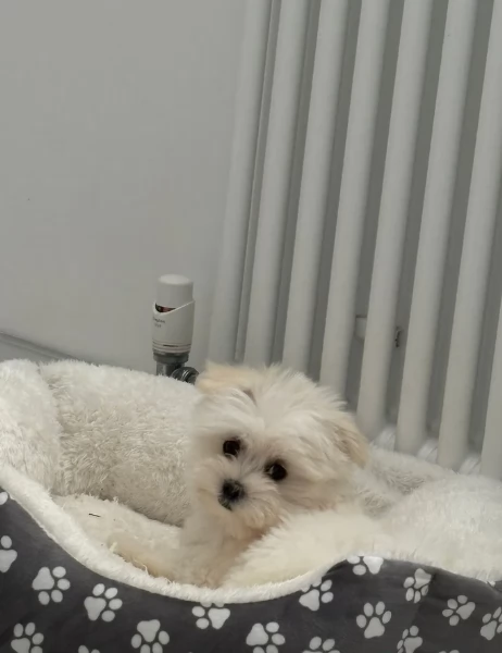 dolcissima maltese maschio e femmina per ladozione | Foto 3