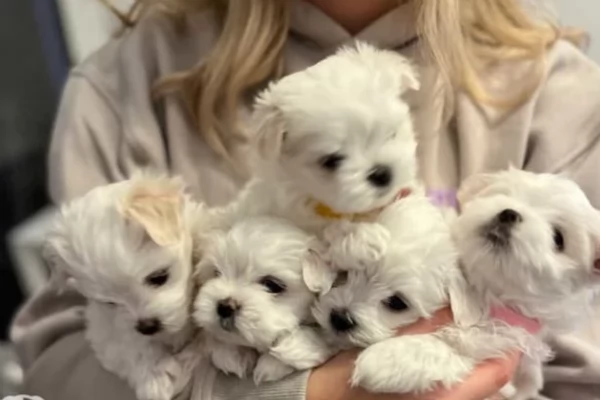 dolcissima maltese maschio e femmina per ladozione