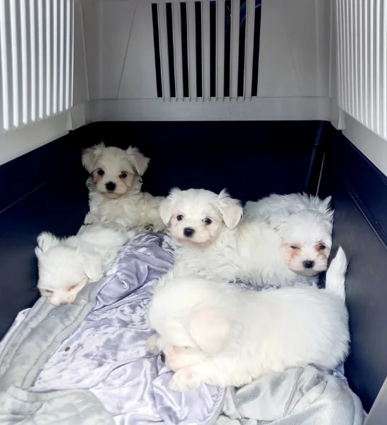 dolcissima maltese maschio e femmina per ladozione | Foto 2