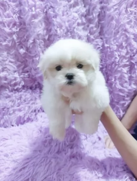 dolcissima maltese maschio e femmina per ladozione | Foto 6
