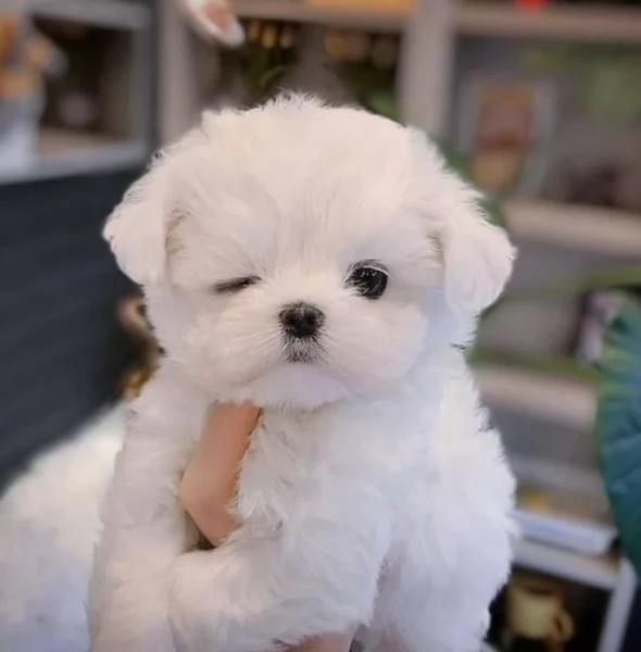 dolcissima maltese maschio e femmina per ladozione | Foto 3