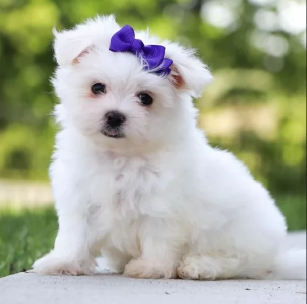 dolcissima maltese maschio e femmina per ladozione | Foto 2