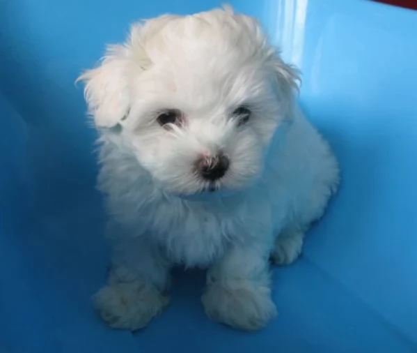 dolcissima maltese maschio e femmina per ladozione | Foto 1